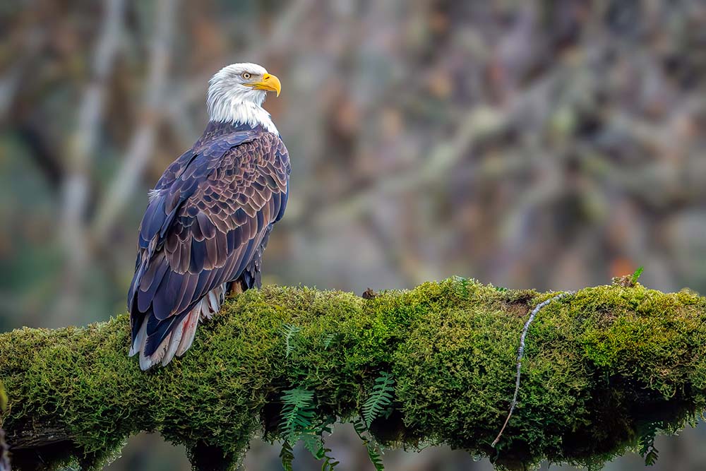 bald eagle in tree