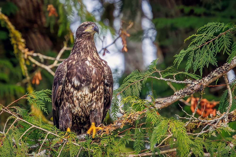 juvenile bald eagle